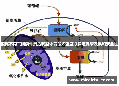 根据不同气候条件灵活调整体育锻炼强度以保证健康效果和安全性